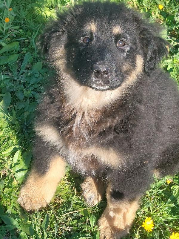 Milady - Mix Pastorina 2 Mesi E Mezzo